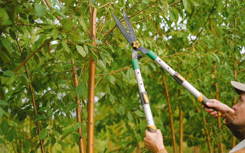 Tree trimming in Baring, WA